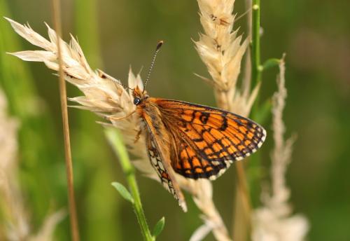 Réf. 212 866 : Melitaea parthenoides